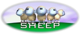 Sheep2